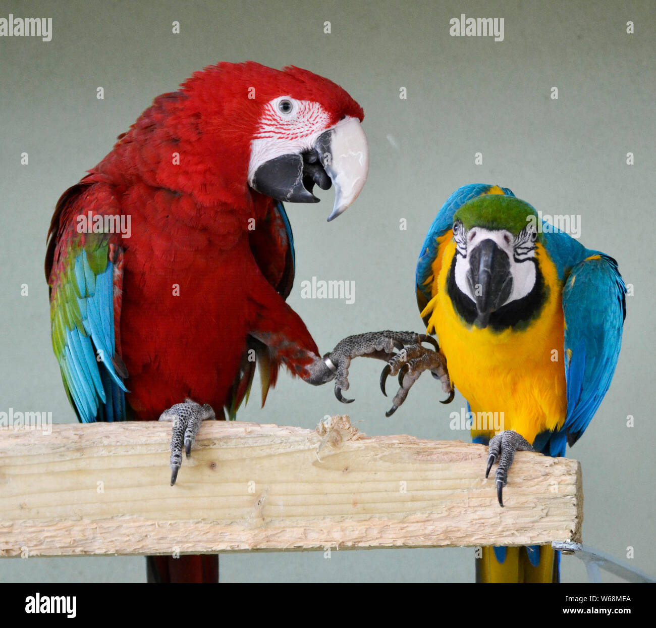 Due pappagalli macaw in Lincolnshire Wildlife Park, Friskney, Boston, Lincolnshire, Regno Unito Foto Stock