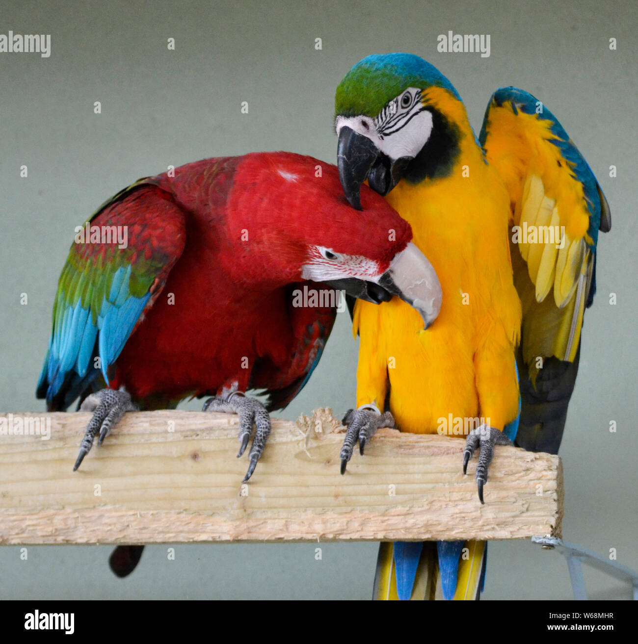 Due pappagalli macaw in Lincolnshire Wildlife Park, Friskney, Boston, Lincolnshire, Regno Unito Foto Stock