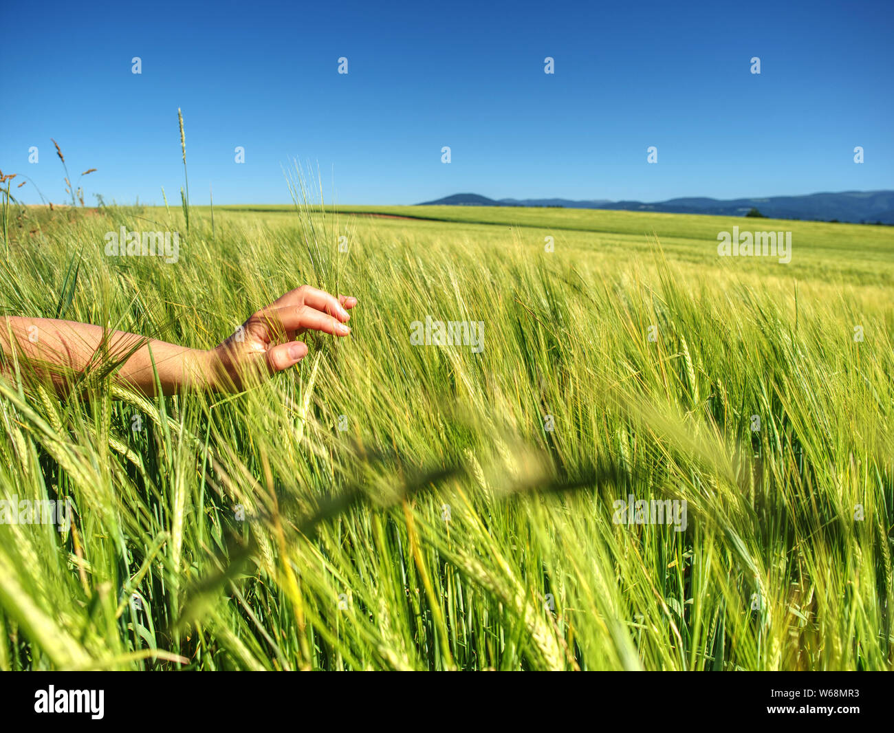 Agricoltore conduce attraverso il campo e toccare con mano spikelets immaturi. Coltivazione di cereali in crescita Foto Stock