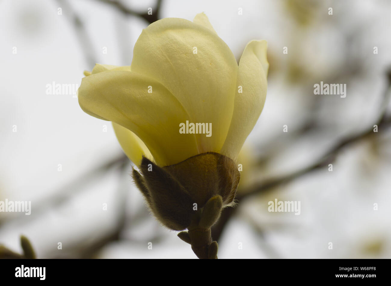 Giallo avorio magnolia in primavera Foto Stock