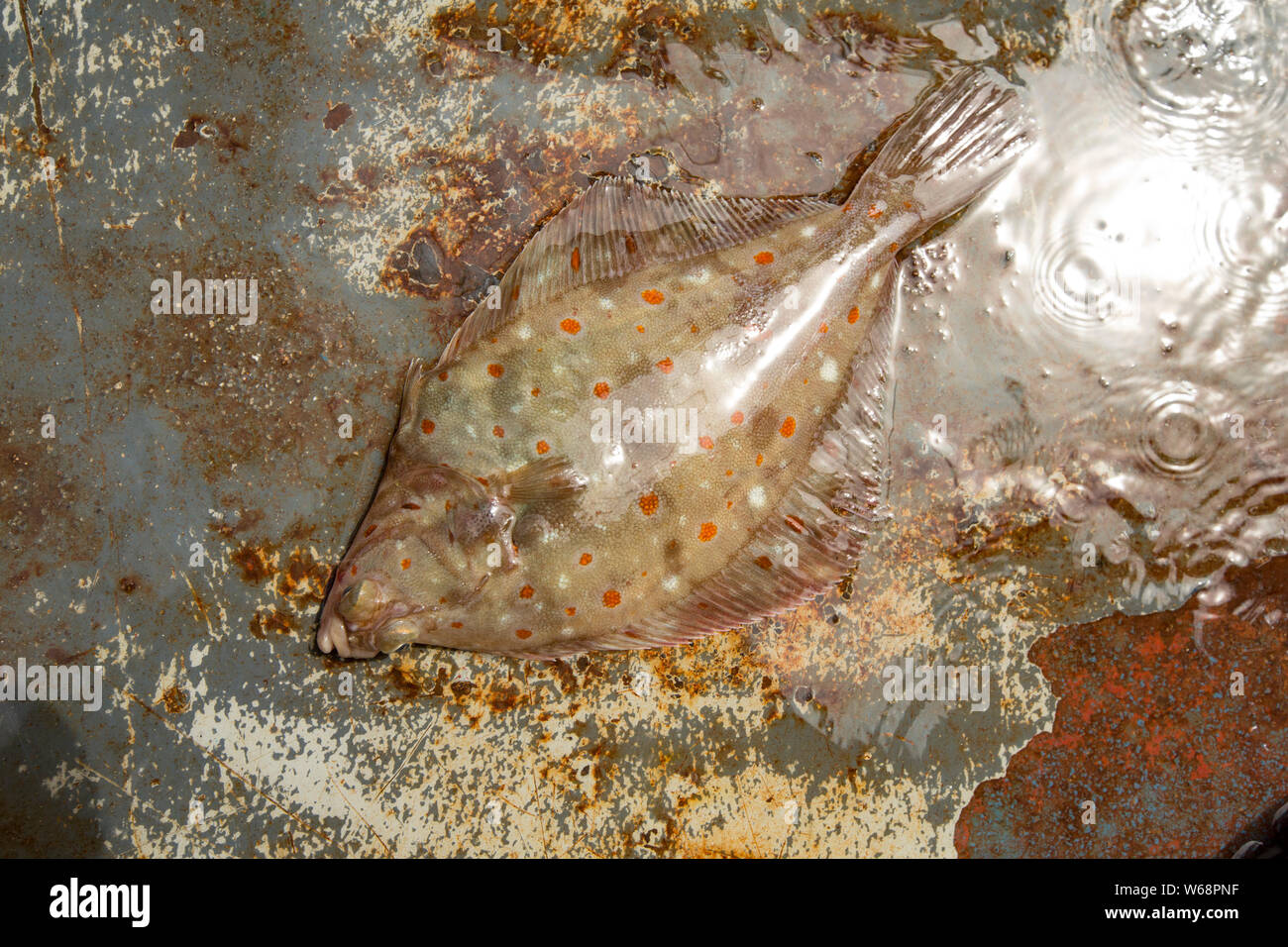 Un, la passera di mare Pleuronectes platessa, sul ponte di una barca da pesca nel Canale della Manica. La Passera di mare sono uno dei molti pesci piatti che utilizzano camouflage per disgiuse Foto Stock