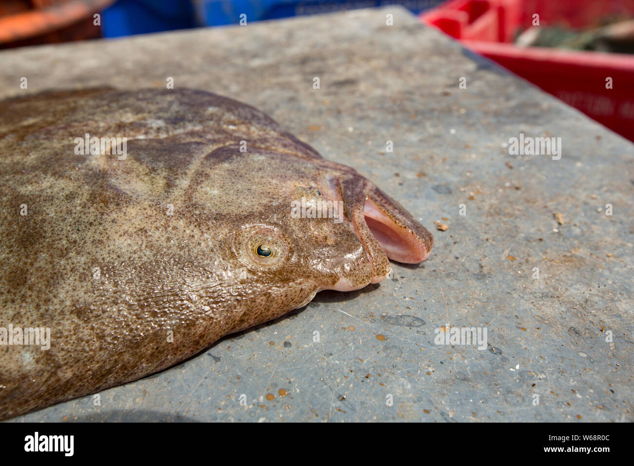 Un rombo chiodato, Scophthalmus maximus, sul ponte di una nave da pesca nel Canale della Manica. Rombo chiodato hanno eccellente camouflage per mascherarsi sia f Foto Stock