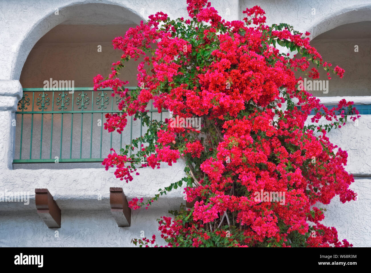 Bouganvillea fiorisce lungo il balcone di questo hotel in Palm Springs, California. Foto Stock