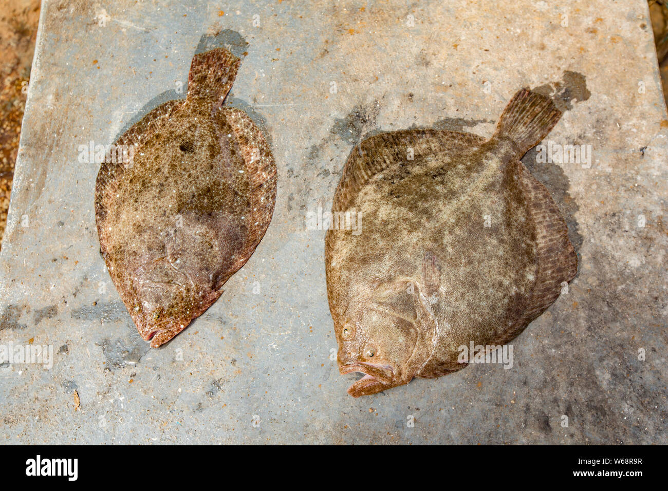 Sulla sinistra è un rombo liscio, Scophthalmus rhombus e sulla destra un rombo chiodato e rombo Scphthalmus, entrambi sul ponte di una nave da pesca in inglese Chan Foto Stock