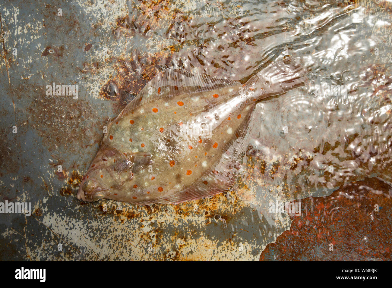 Un, la passera di mare Pleuronectes platessa, sul ponte di una barca da pesca nel Canale della Manica. La Passera di mare sono uno dei molti pesci piatti che utilizzano camouflage per disgiuse Foto Stock