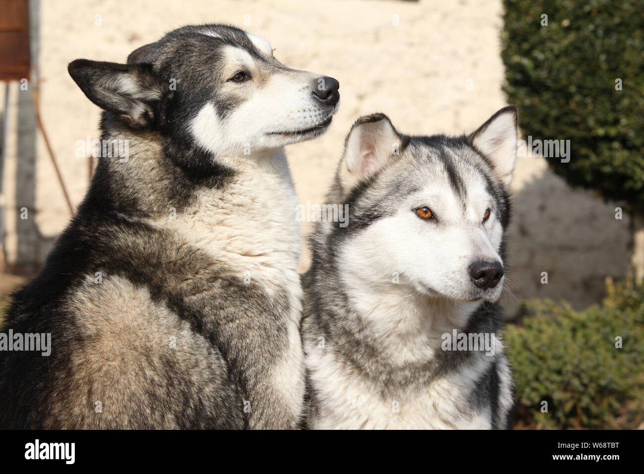 Splendido Alaskan Malamute seduti insieme in giardino Foto Stock