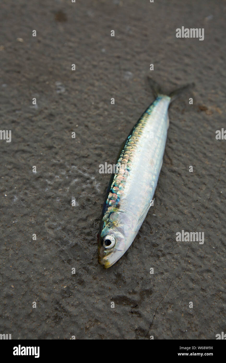 Un singolo, materie sardina, o sardelle europea, Sardina pilchardus, che è stato catturato con una canna da pesca con esche piccole noto come micro piume, da un Foto Stock