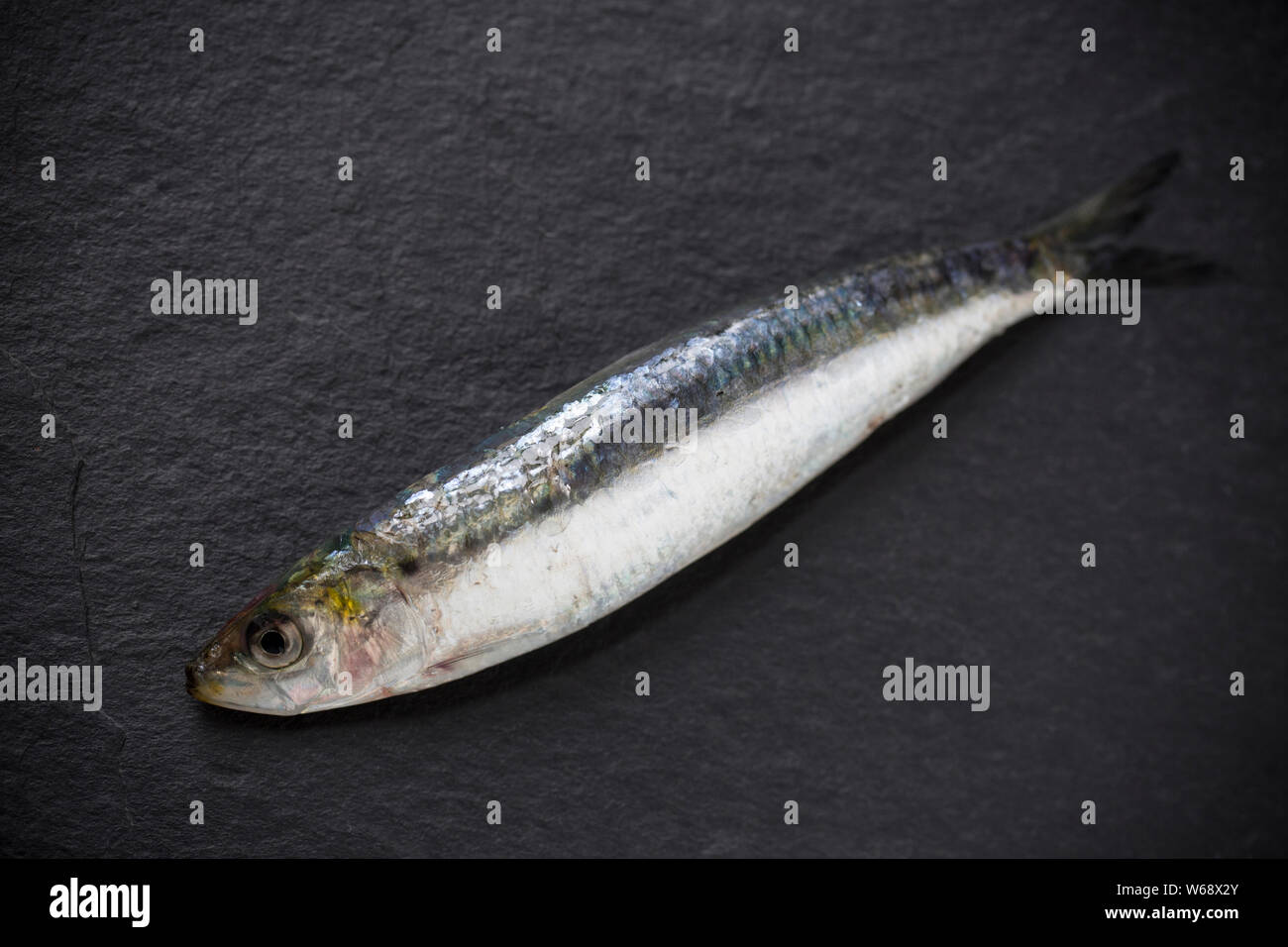 Un singolo, materie sardina, o sardelle europea, Sardina pilchardus, che è stato catturato con una canna da pesca con esche piccole noto come micro piume, da un Foto Stock