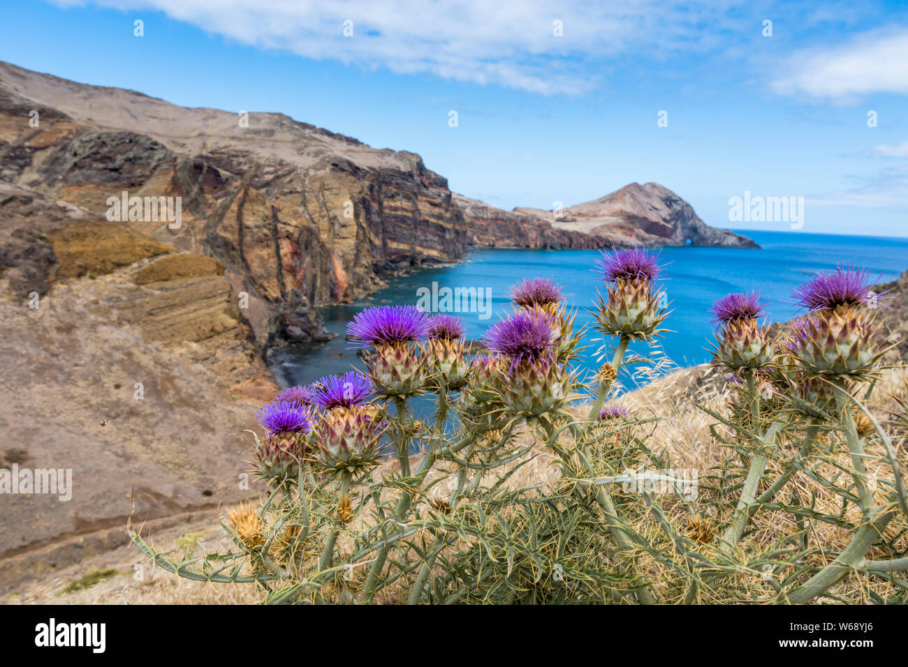 Fioritura viola thistle davanti a coste rocciose a Madeira, Portogallo, Europa Foto Stock