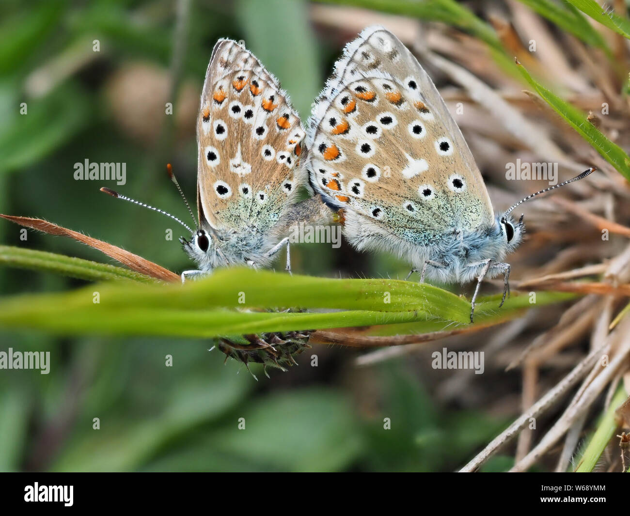 Adonis blu (Polyommatus bellargus) farfalle coniugata. Foto Stock