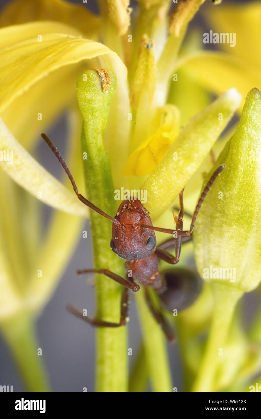 Fire Ant strisciando su un piccolo fiore giallo Foto Stock