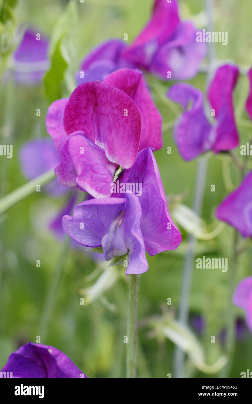 Lathyrus odoratus 'Capitano del Blues" - un altamente profumato cimelio di pisello dolce fioritura in un giardino cottage in estate. Regno Unito Foto Stock