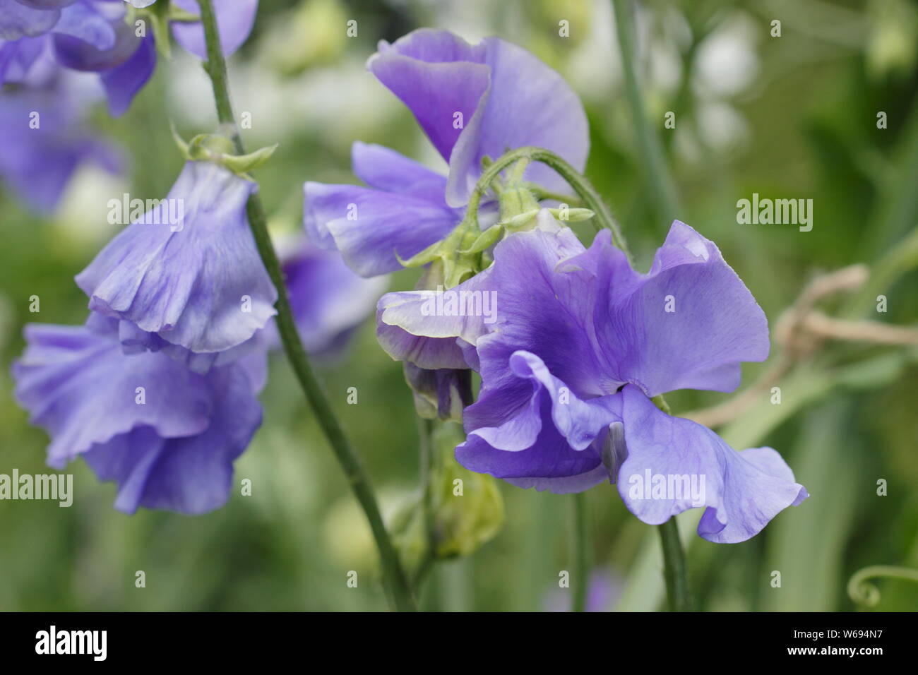 Lathyrus odoratus 'Big Blue' - Spencer varietà pisello dolce Fioritura in estate. Regno Unito Foto Stock