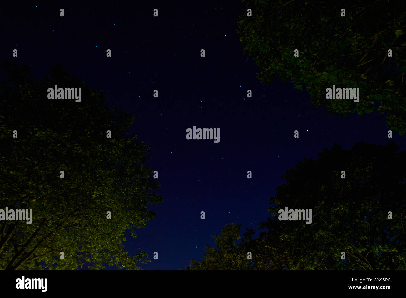 Star constellation Big Dipper tra verdi alberi, tempo di esposizione lungo, concentrarsi sulle stelle Foto Stock