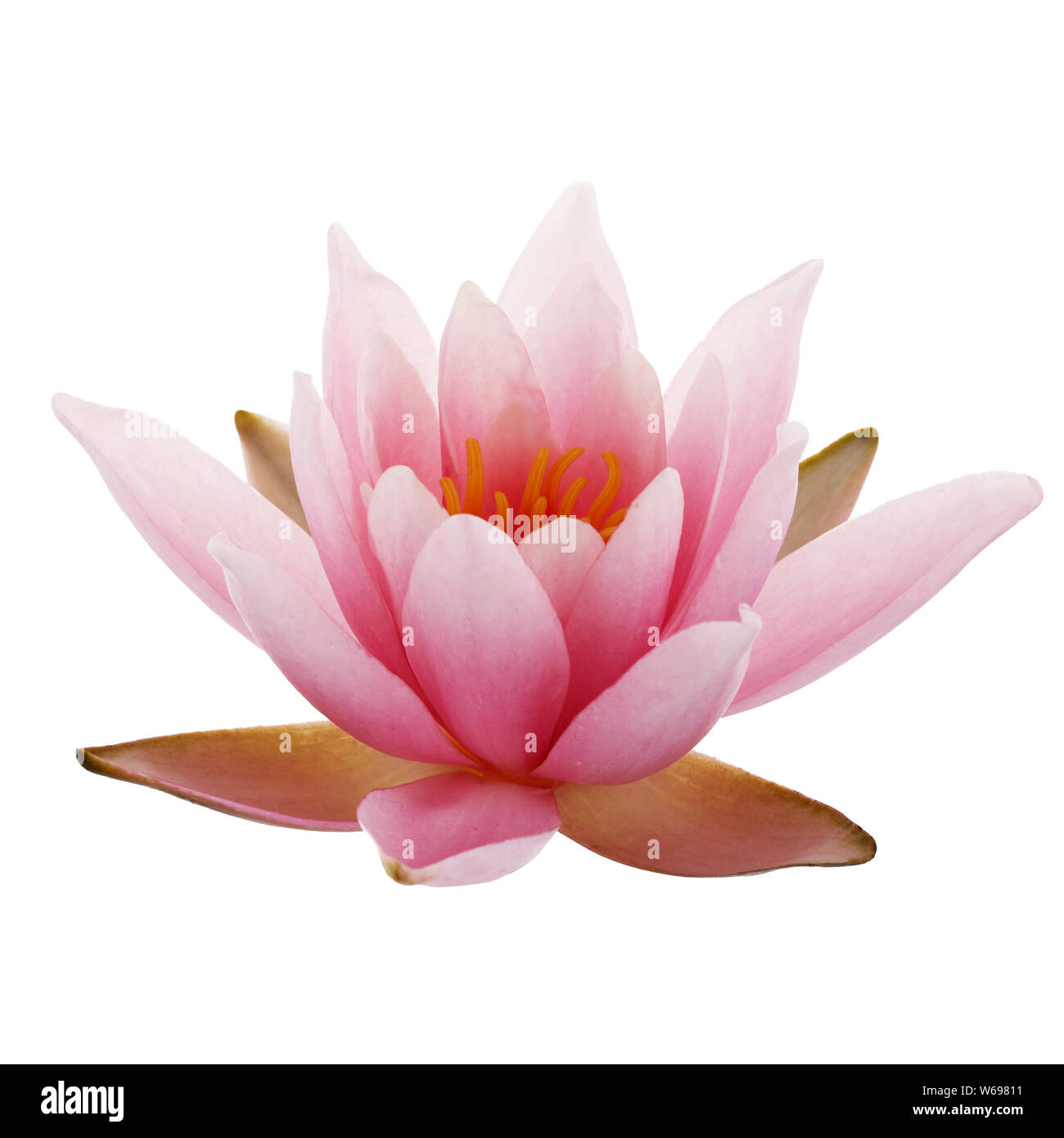 Loto o Ninfea Bianca isolata su sfondo bianco Foto Stock