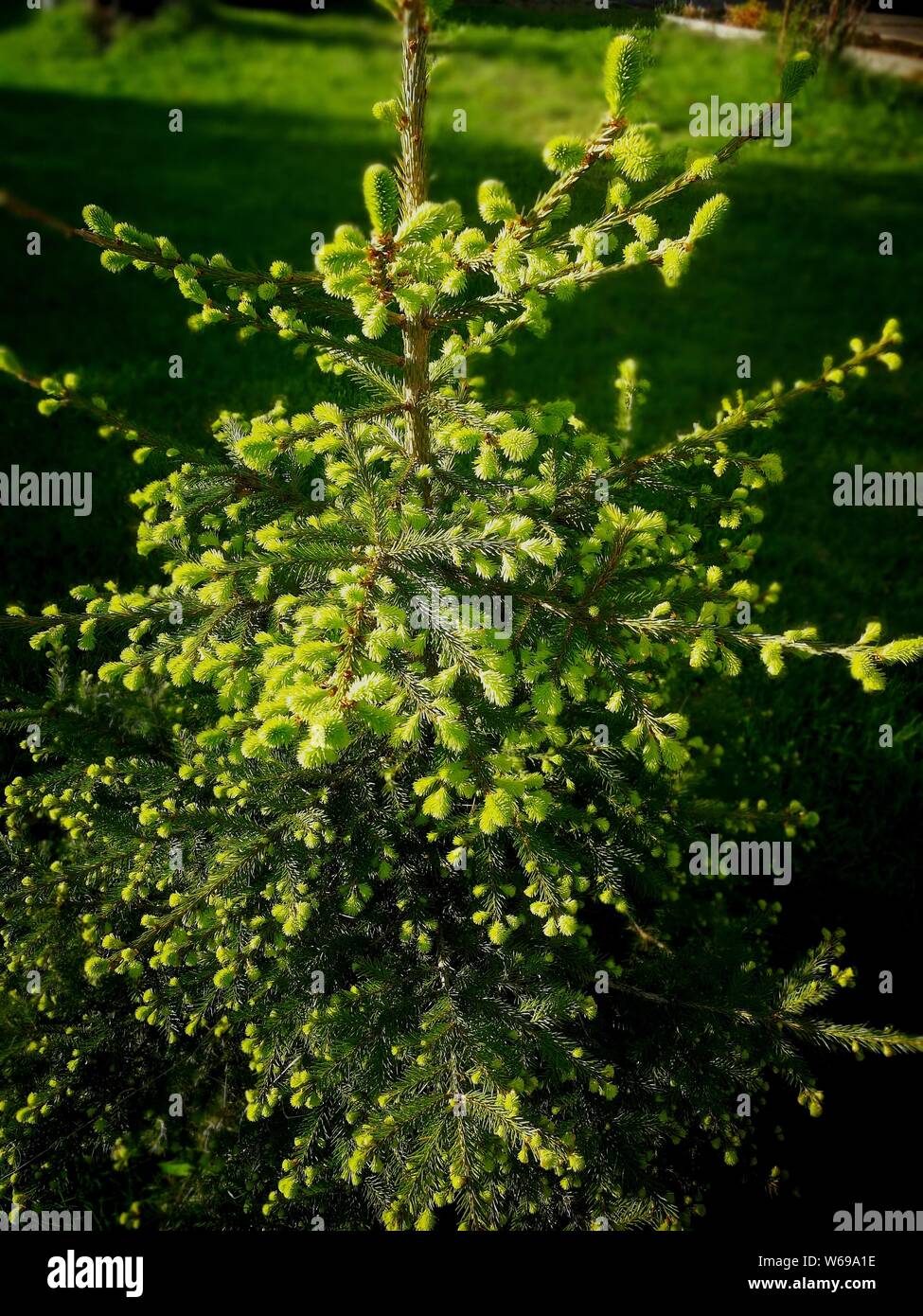 Fila di alti e stretti, forma colonnare sugli alberi di pioppo in una molla park. alberi aventi giovani, molla foglie verdi. Foto Stock