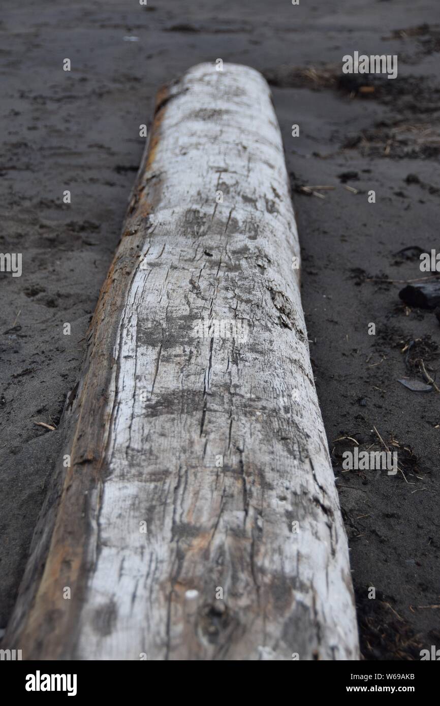 Sabbia registro incrostato seduto su una sabbia scura beach Foto Stock