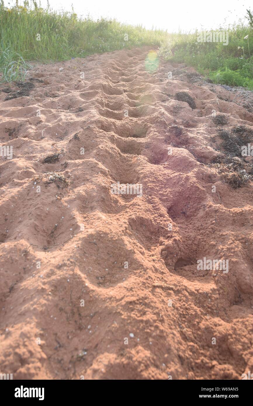 Lo zoccolo del cavallo di stampe sulla spiaggia in Prince Edward Island, Canada Foto Stock