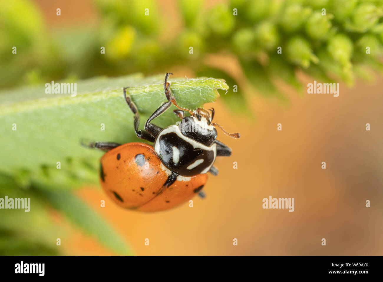 Coccinella convergente Beetle Coccinella su una foglia verde con uno sfondo arancione Foto Stock