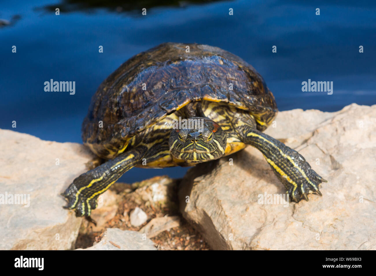 Cursore rosso tartaruga Terrapin (Trachemys scripta elegans) scalando fuori dallo stagno sulle rocce nel Parque Marechal Carmona (parco) Cascais, Portogallo. Foto Stock