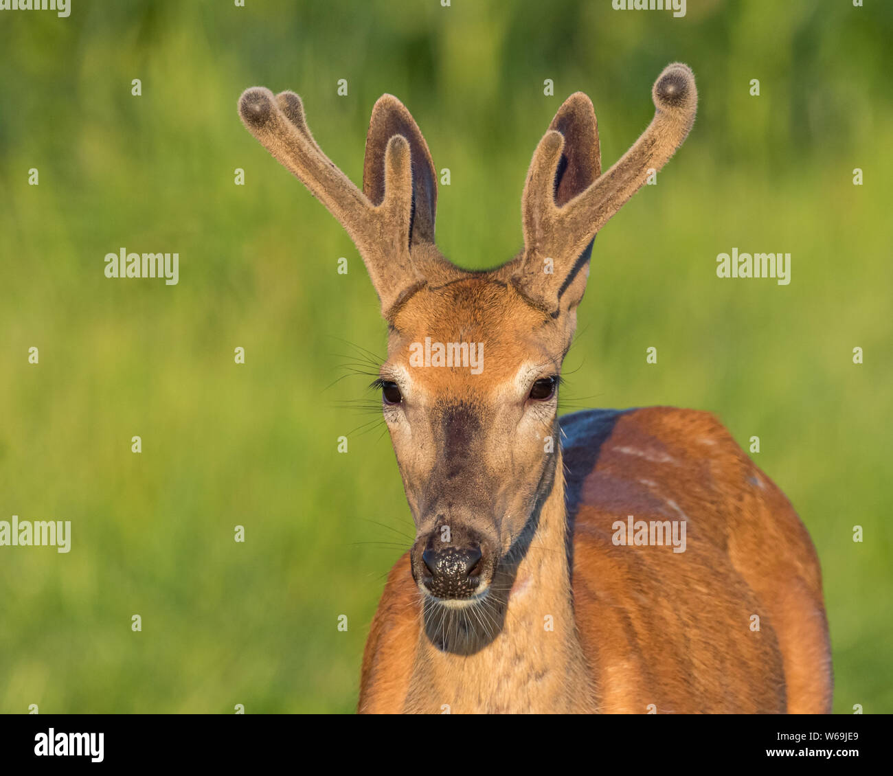 Primo piano della young buck culbianco cervo con corna di velluto su una soleggiata mattina d'estate Foto Stock