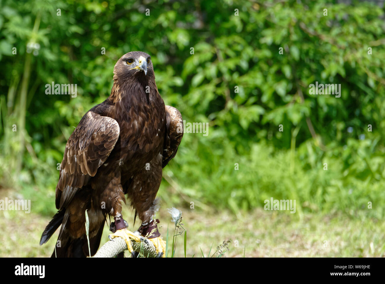 Eagle in falconeria Eulenwelt-Falkenhof- Harz,Güntersberge,Sassonia Anhalt,Germania. Foto Stock