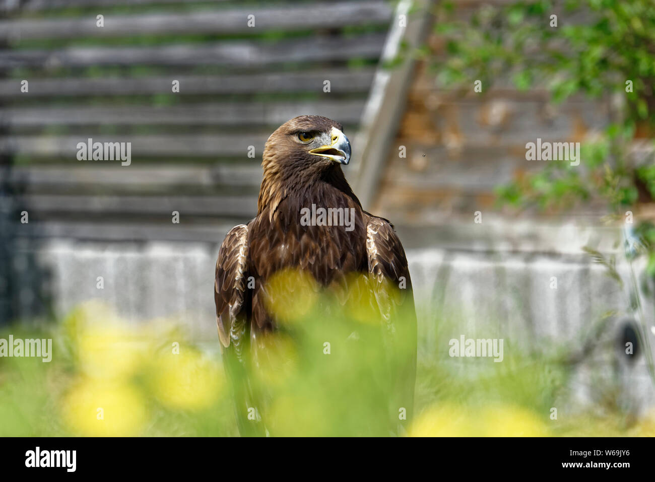 Eagle in falconeria Eulenwelt-Falkenhof- Harz,Güntersberge,Sassonia Anhalt,Germania. Foto Stock