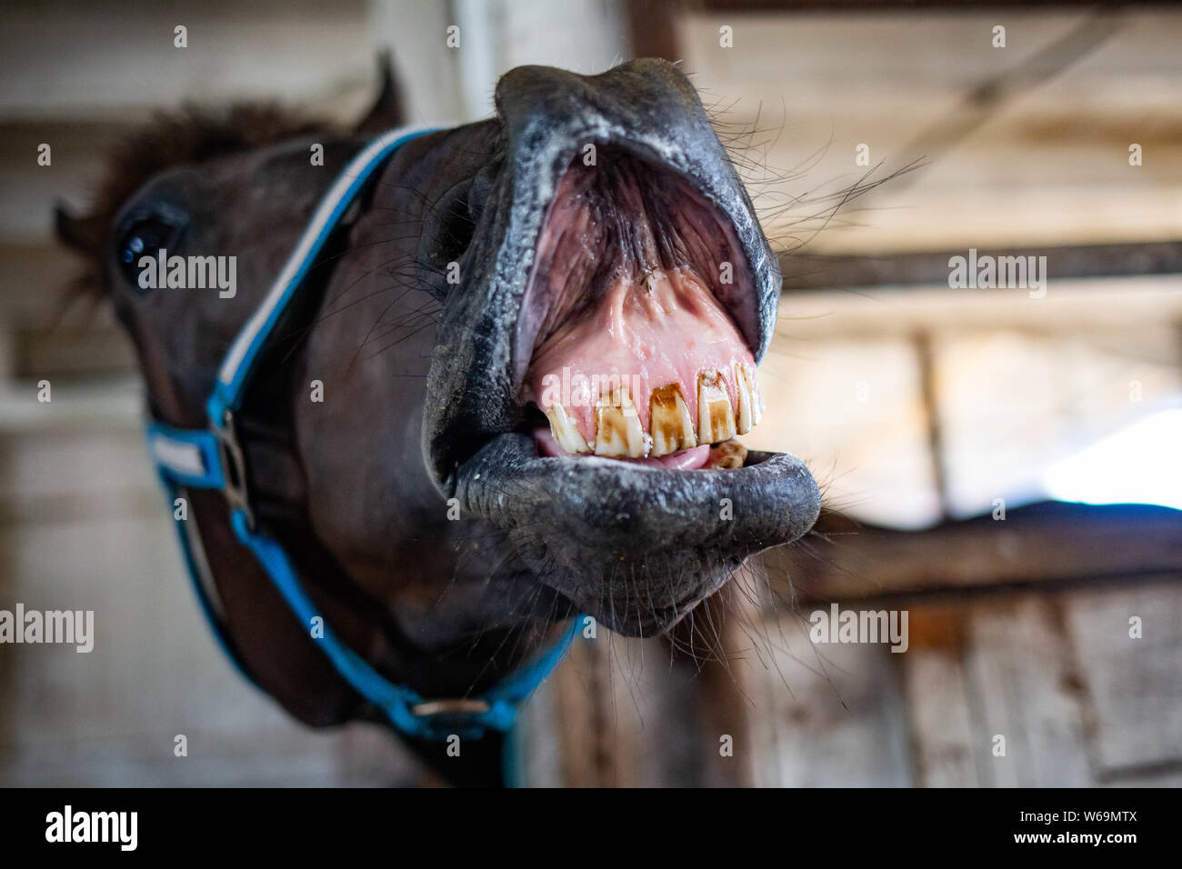 Simpatiche Cavallo sorridente vicino fino in agriturismo Foto Stock