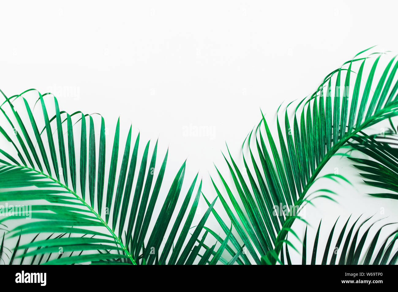 Con sfondo verde tropicale foglie di palmo isolato su bianco. Luogo vuoto per firmare, logo e design. Pianta esotica giungla texture. Foto Stock