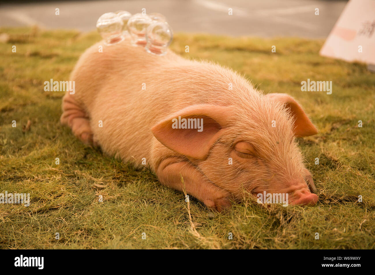 Una mostra è raffigurato a Yan Ji si bookstore progettato da Hong Kong designer Kyle Chan a K11 nella città di Guangzhou, a sud della Cina di Guangdong provi Foto Stock