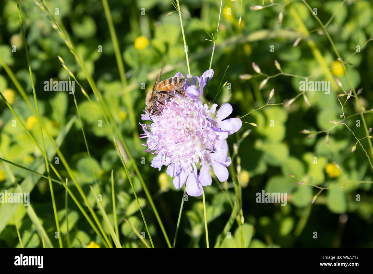 Il miele delle api alimentarsi di un piccolo fiore in estate Foto Stock