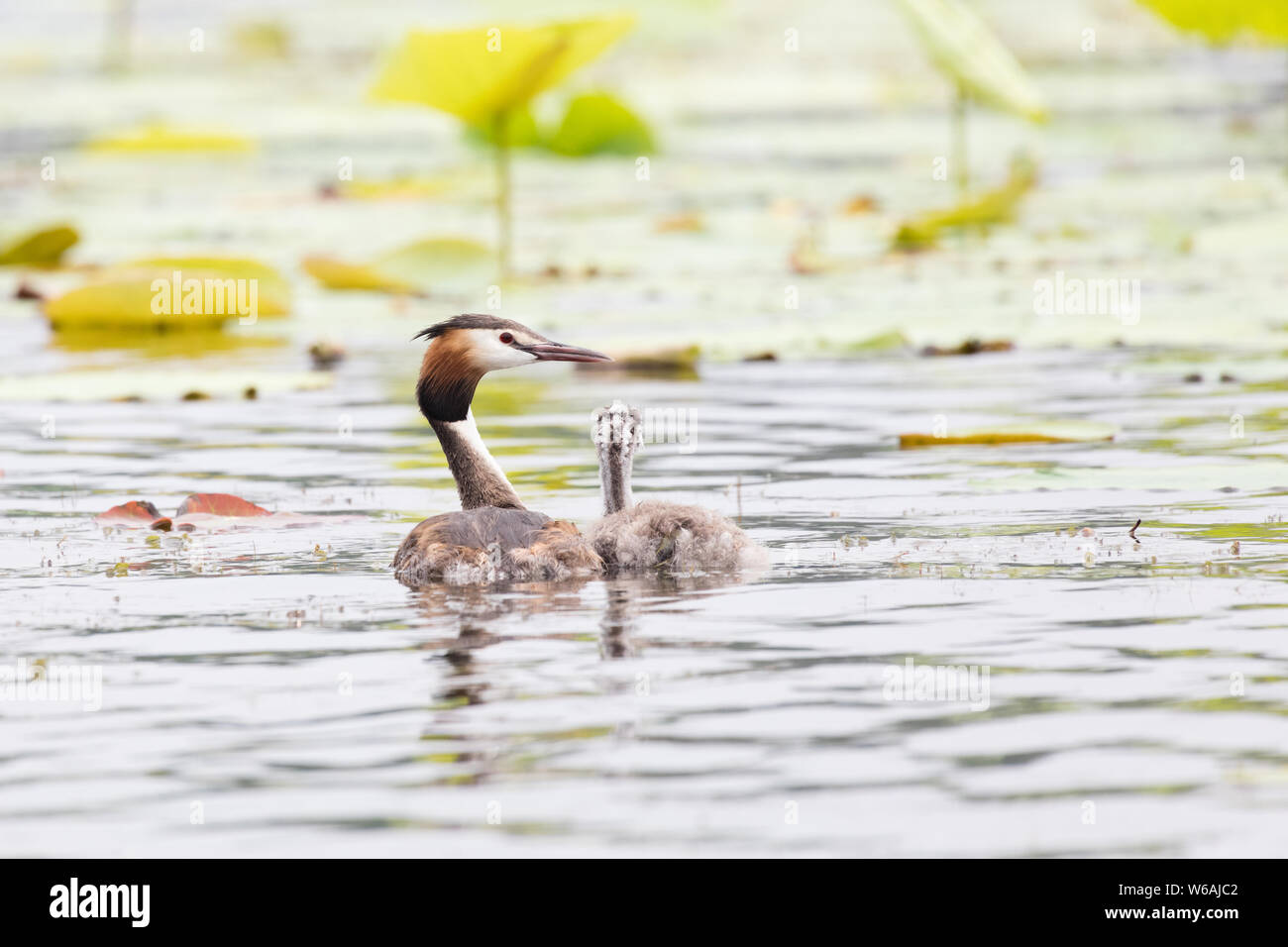 Svasso maggiore con giovani chick - in corrispondenza di una zona umida, Pechino, Cina Foto Stock