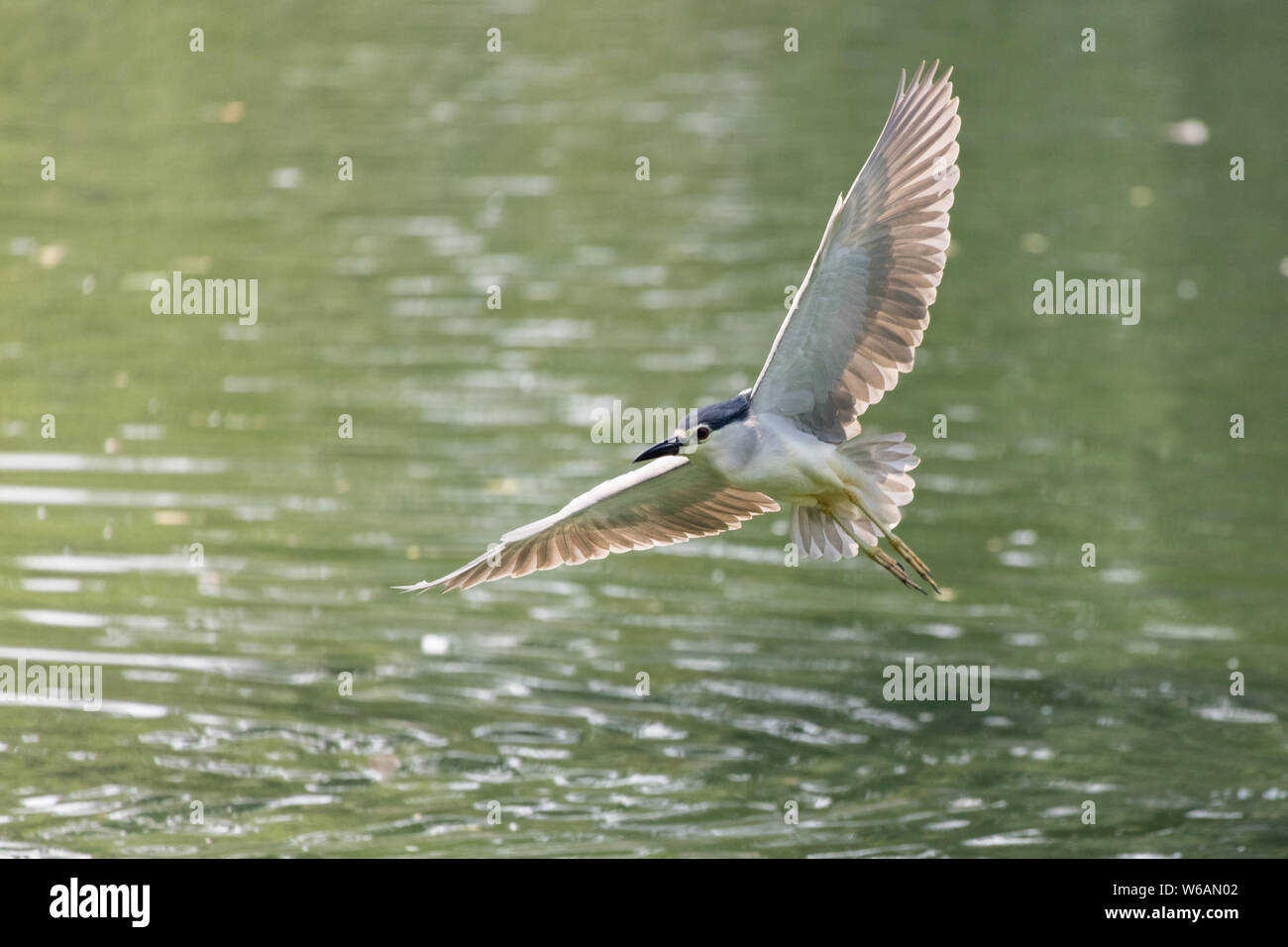 Nero notte incoronato heron bird a Pechino, Cina Foto Stock