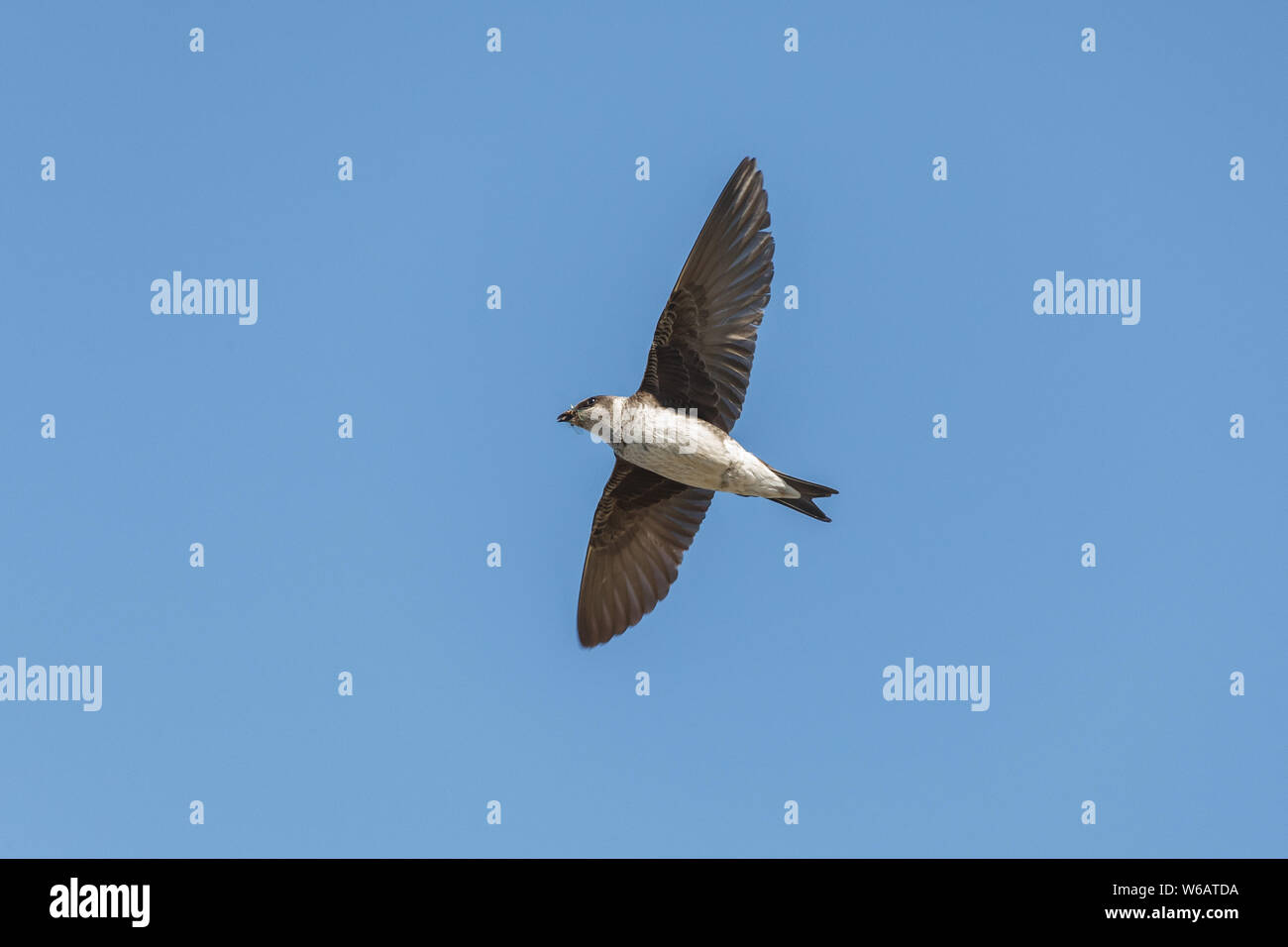 Viola martin bird a Vancouver BC Canada Foto Stock