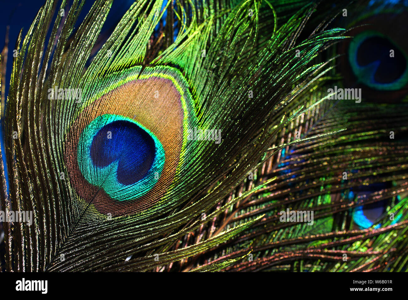 Peacock giù su sfondo nero Foto Stock