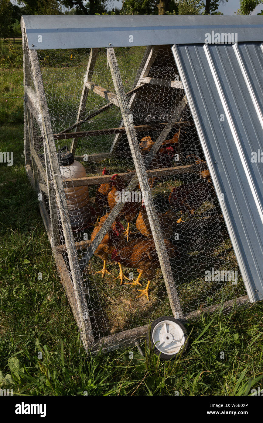 I polli di aia sono tranquillamente mettere via per la notte nel trattore di pollo. Foto Stock