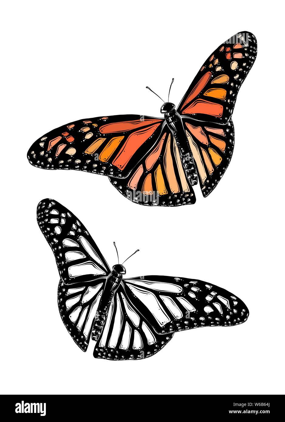 Mano bozzetto di butterfly nel colore. Isolato su sfondo bianco. Disegno per poster, la decorazione e la stampa. Illustrazione Vettoriale Illustrazione Vettoriale