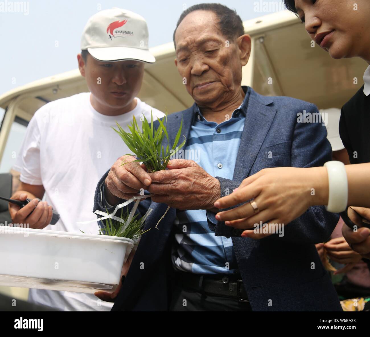 Lo scienziato cinese Yuan Longping, noto come la Cina del "padre del riso ibrido', seleziona un 'seawater riso" piantina che può sopravvivere in soluzione salina-terreno alcalino di un Foto Stock