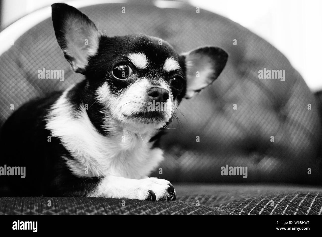 Chihuahua cane. Foto in bianco e nero di un cane su una poltrona Foto Stock