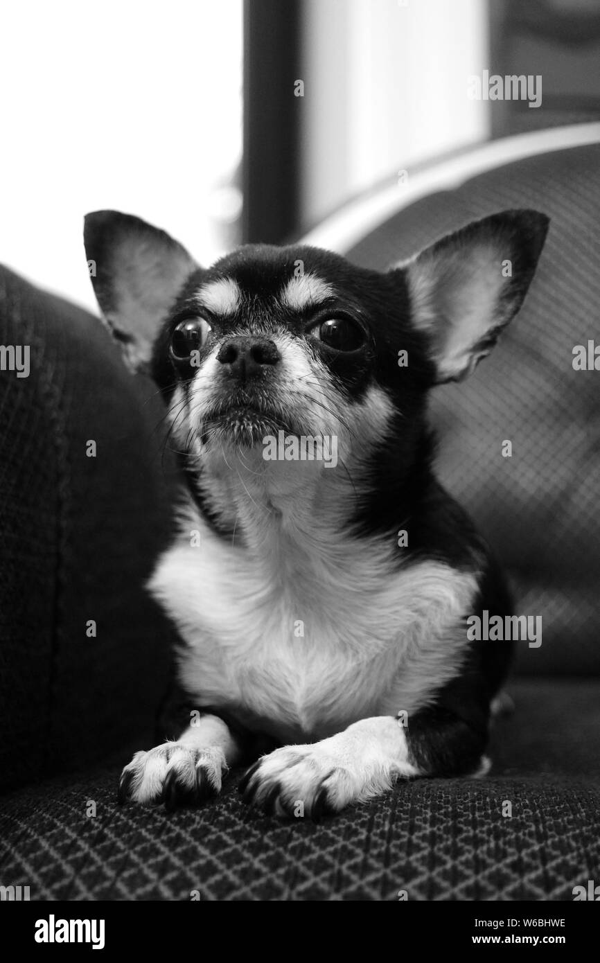 Chihuahua cane. Foto in bianco e nero di un cane su una poltrona Foto Stock