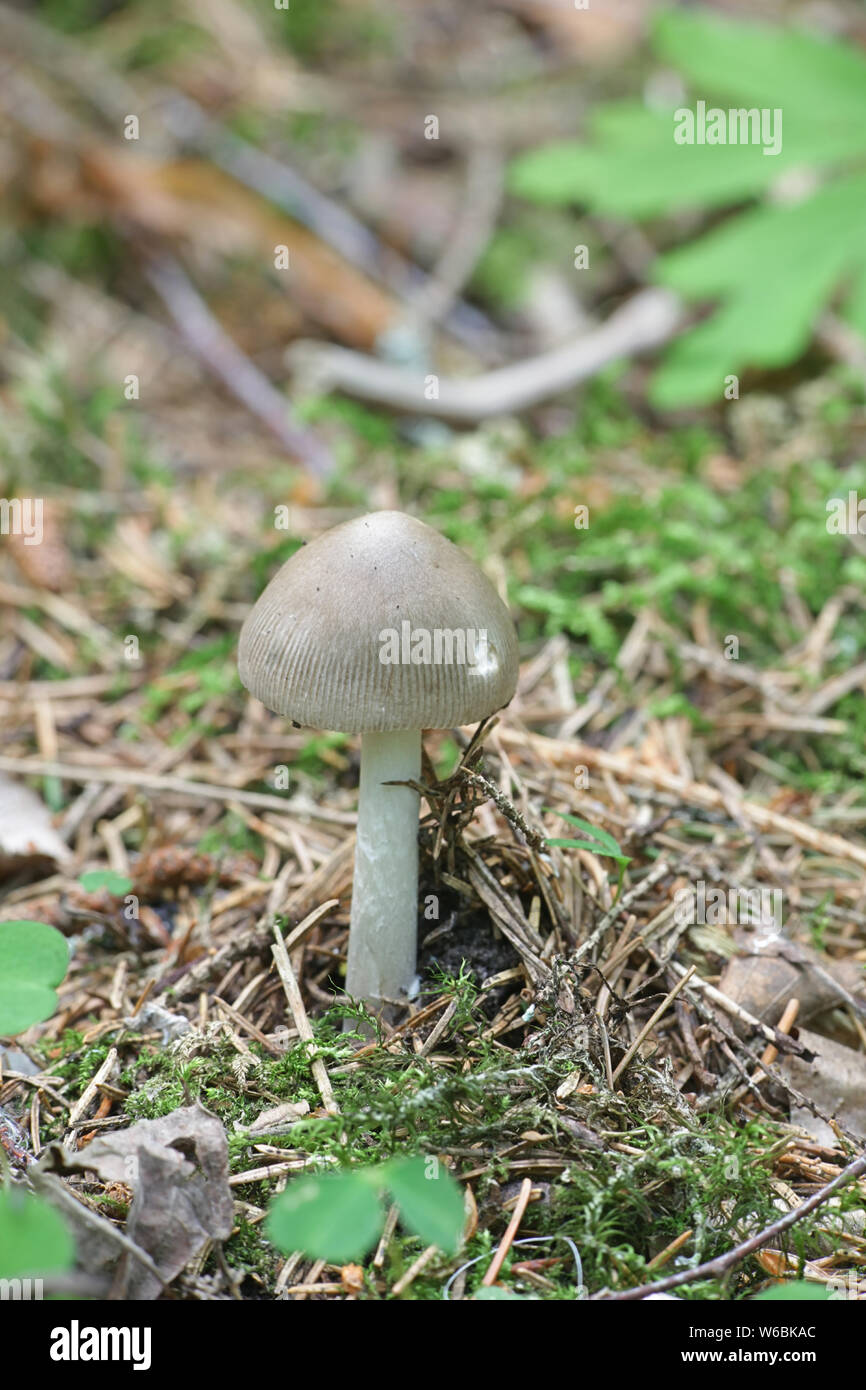 Amanita vaginata, comunemente noto come la grisette di funghi selvatici dalla Finlandia Foto Stock