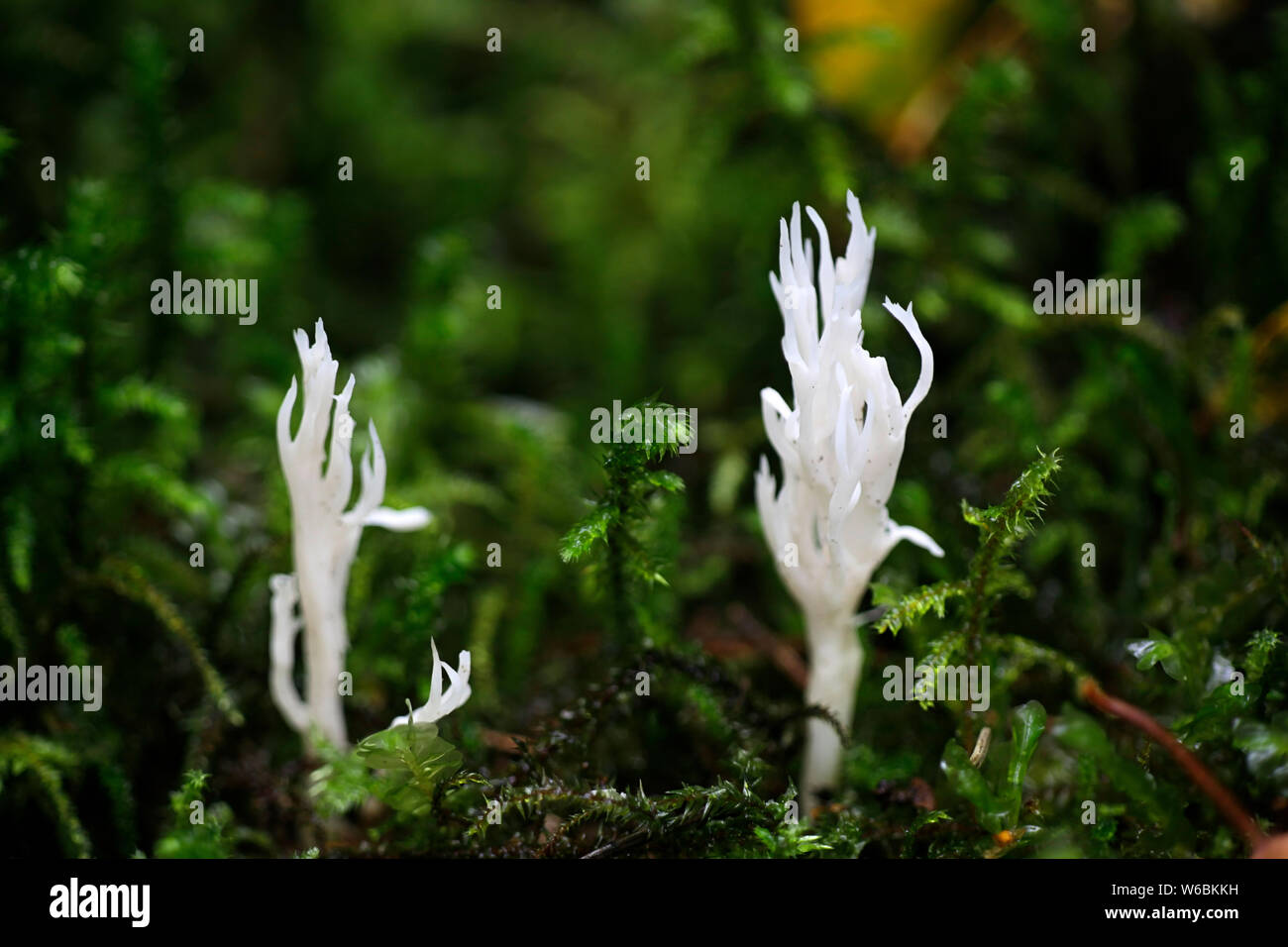 Bianco corallo crestato fungo, Clavulina coralloides Foto Stock