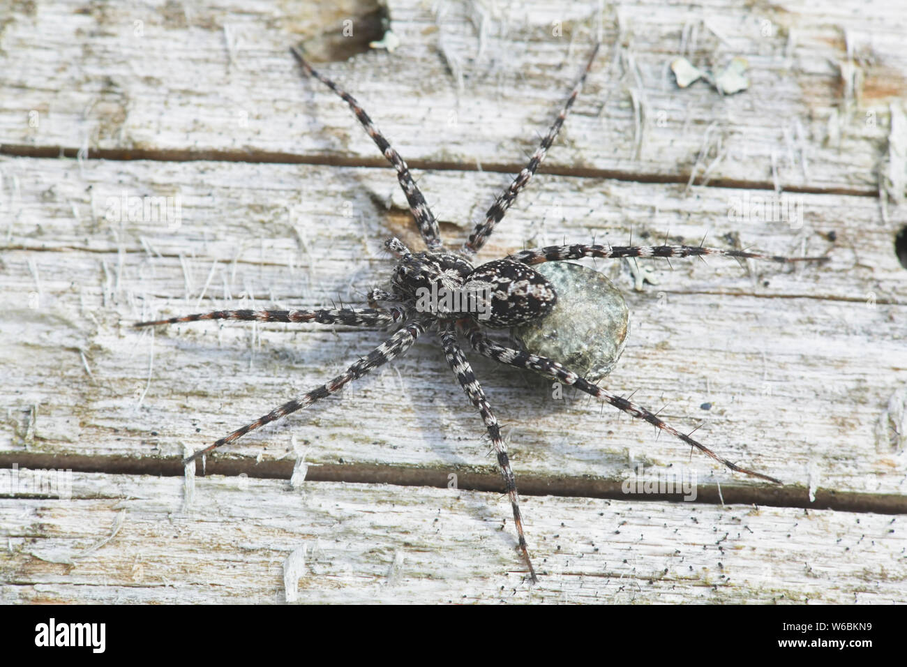 Acantholycosa lignaria, un lupo spider che porta uovo sac Foto Stock