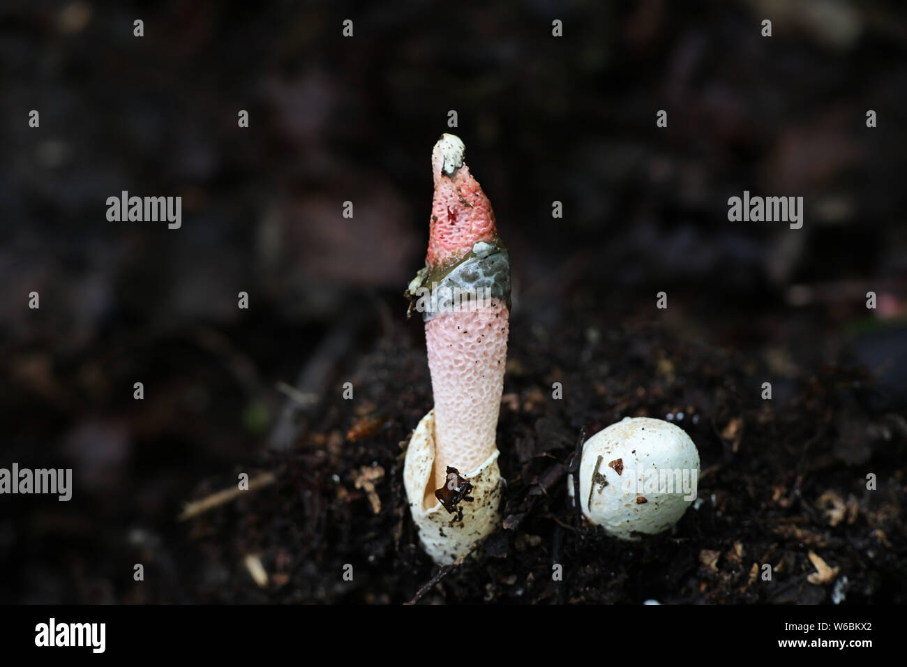 Mutinus ravenelii, noto come il rosso Stinkhorn, funghi selvatici dalla Finlandia Foto Stock