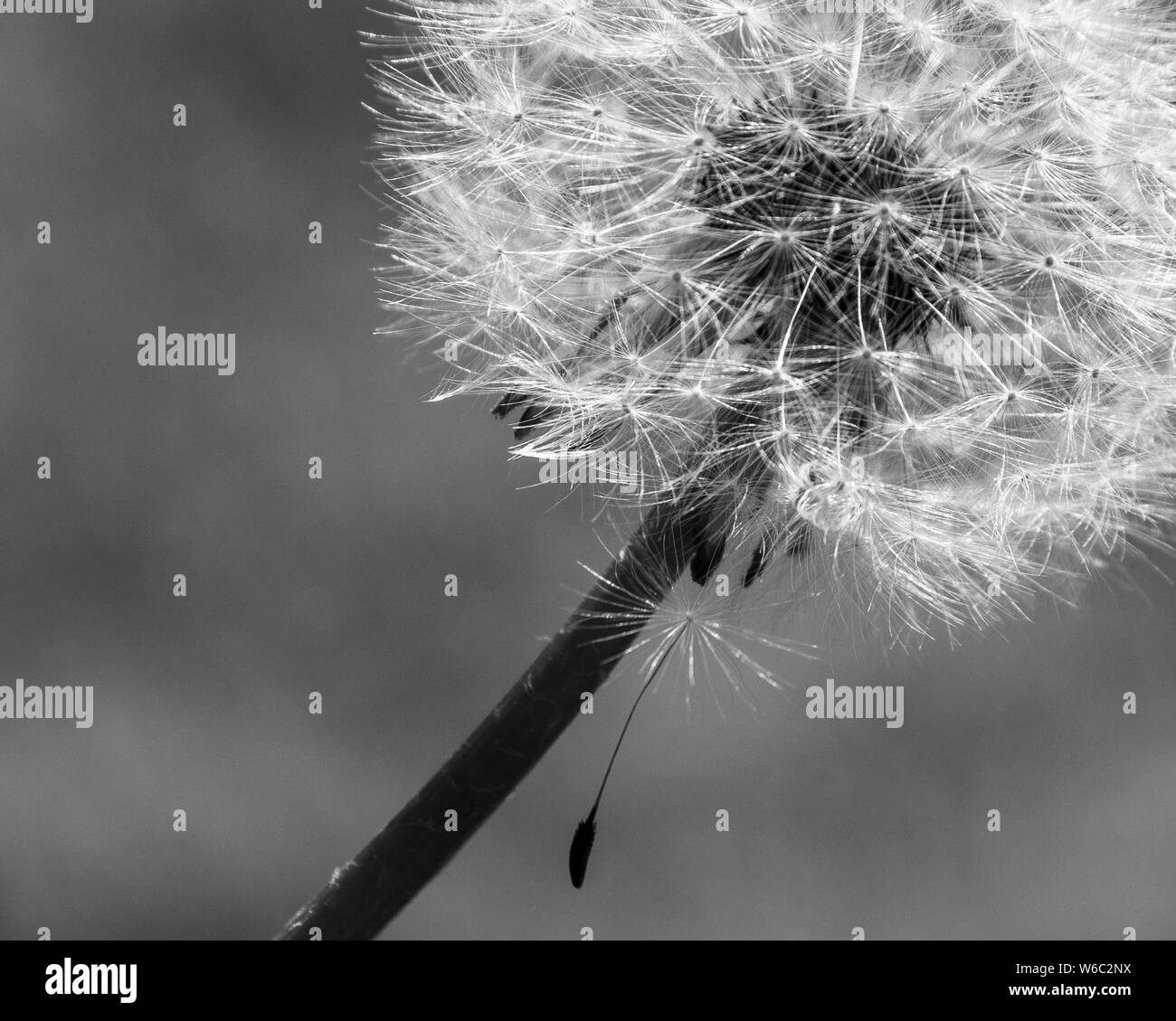 Macro monocromatico, orologio con dente di leone che sparge un singolo seme o frutto e il pappus che cade libero sotto, semi che soffiano via presto nel vento Foto Stock