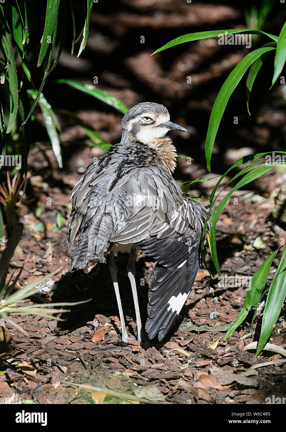 Una boccola di pietra-curlew preening (Burhinus grallarius). Nativo di Australia. Foto Stock