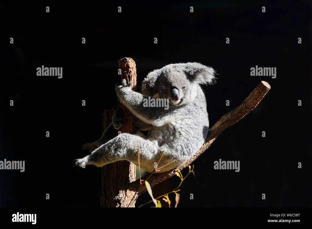 Un Koala (Phascolarctos cinereus) è un marsupiale nativo per l'Australia Foto Stock