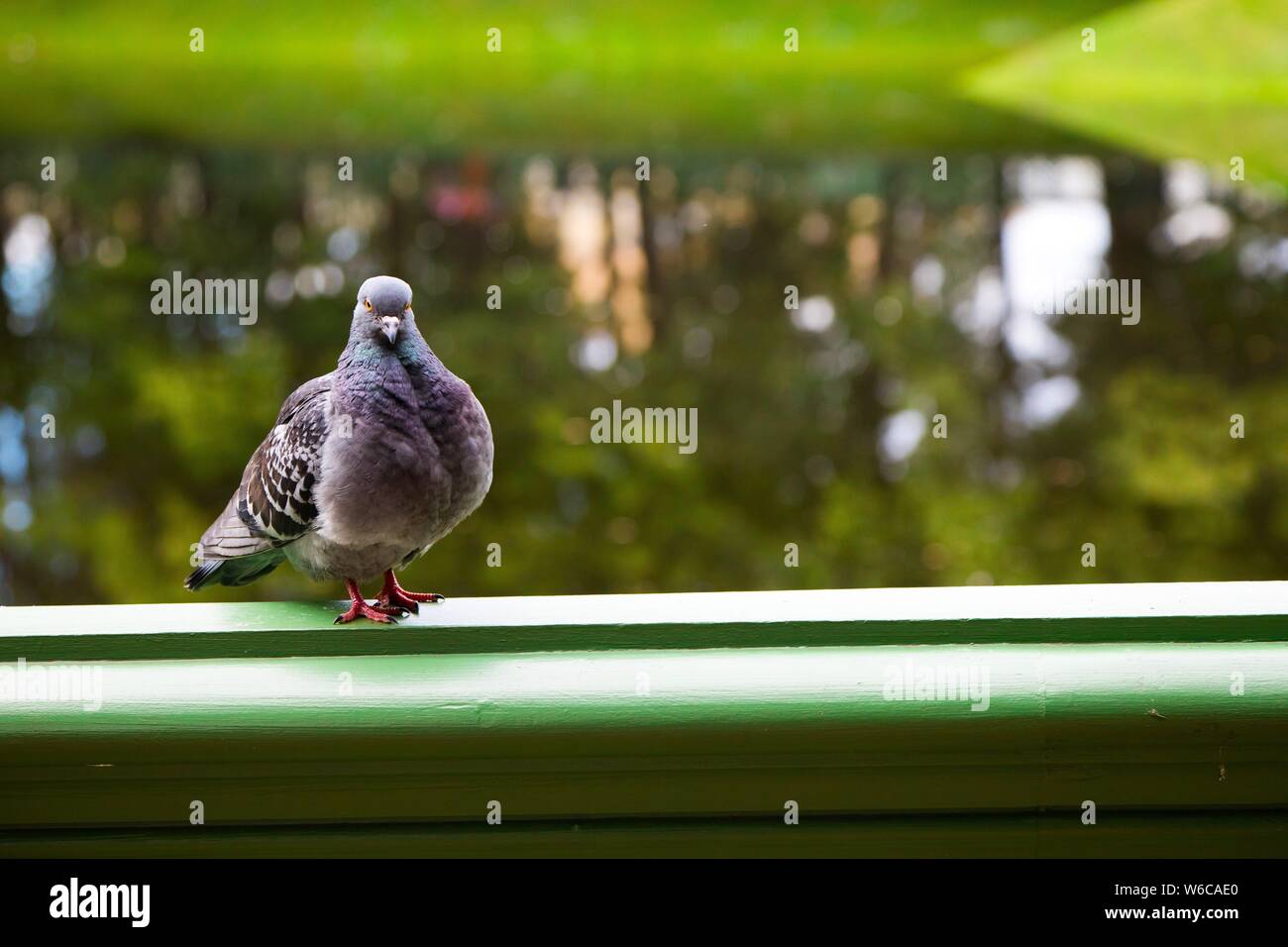 Pigeon seduto sulla ringhiera del parco, ben nutriti e gratuito Foto Stock
