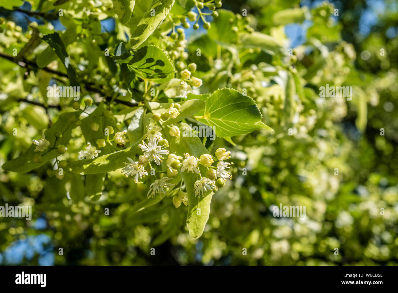 Fiori di un grande-lasciava tiglio (Tilia platyphyllos) in piena fioritura Foto Stock