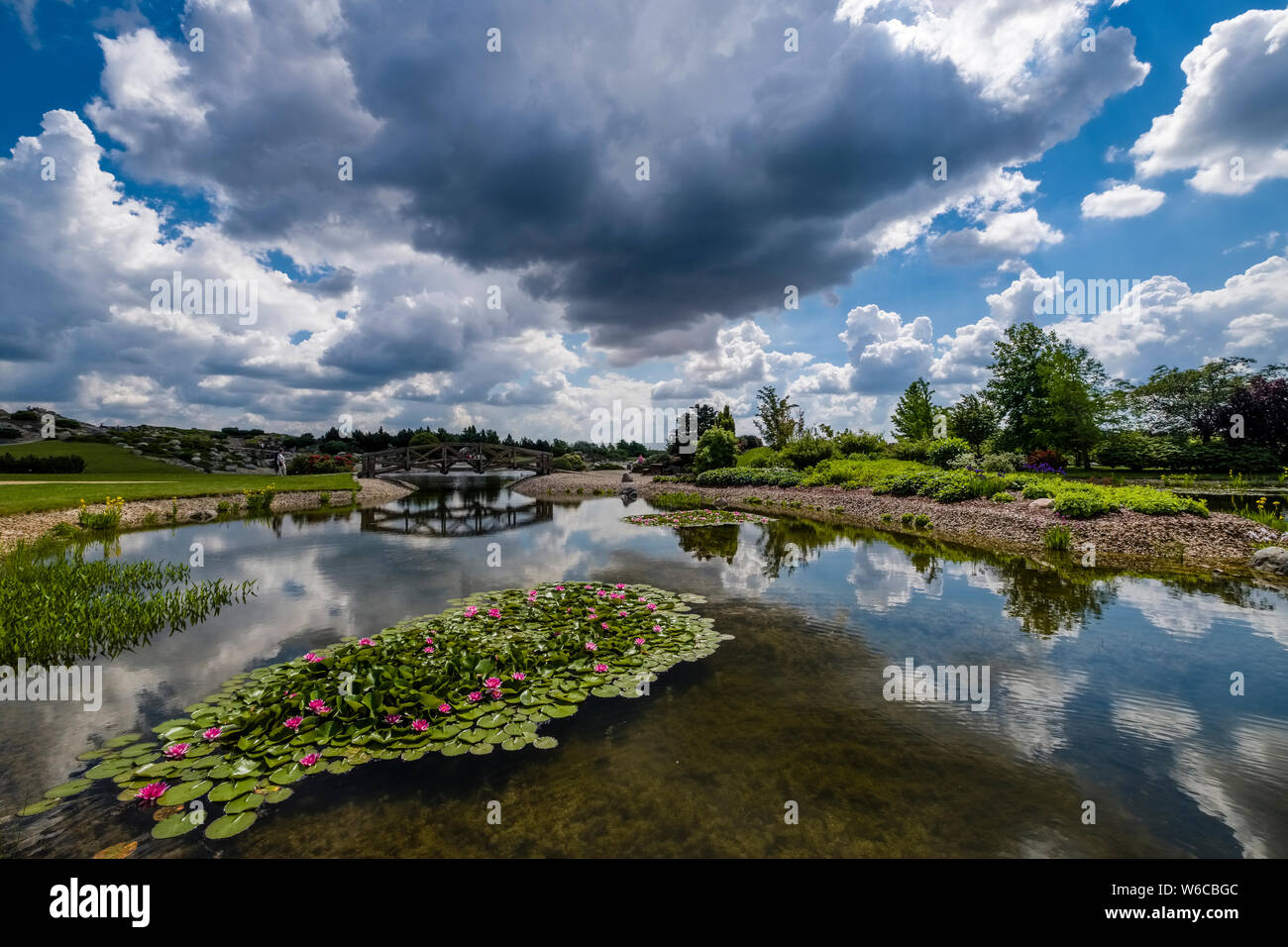 Blooming waterlilies (Nymphaea) in un piccolo lago in un paesaggio park Foto Stock